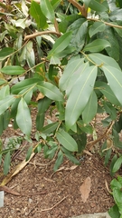 Syzygium cumini