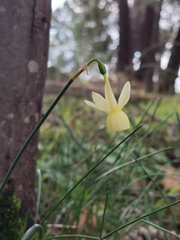Narcissus triandrus