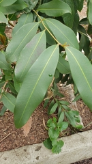 Syzygium cumini