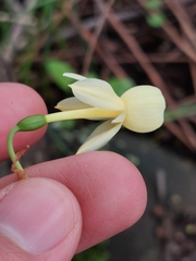 Narcissus triandrus