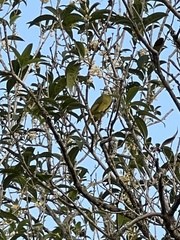 Spizixos semitorques