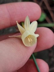 Narcissus triandrus