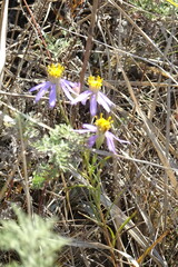 Galatella angustissima