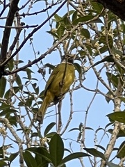 Spizixos semitorques