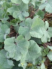 Alcea rosea
