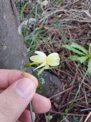 Narcissus triandrus