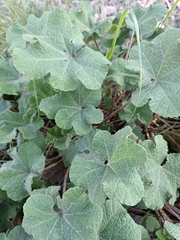 Alcea rosea