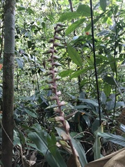 Vriesea