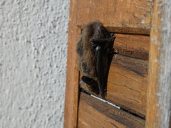 Pipistrellus pipistrellus