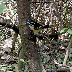 Pogoniulus bilineatus