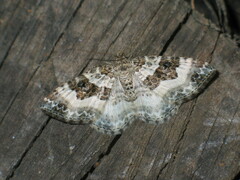 Epirrhoe rivata