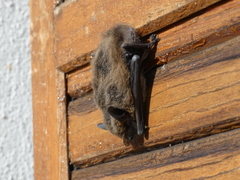 Pipistrellus pipistrellus