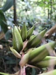 Vriesea