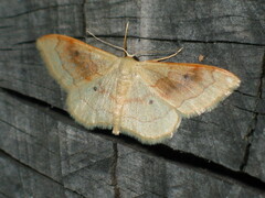 Idaea rubraria