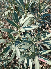 Nerium oleander