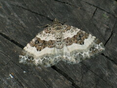 Epirrhoe rivata