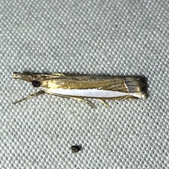Crambus quinquareatus