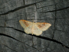 Idaea rubraria