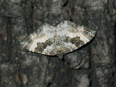 Epirrhoe rivata