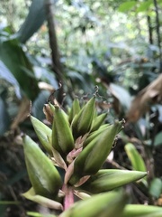 Vriesea