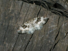 Epirrhoe rivata