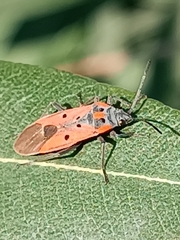 Lygaeus creticus