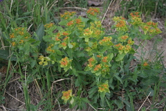 Euphorbia epithymoides