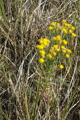 Galatella biflora