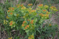 Euphorbia epithymoides