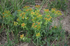 Euphorbia epithymoides