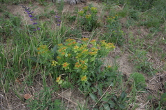 Euphorbia epithymoides