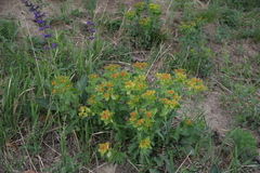 Euphorbia epithymoides