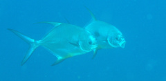 Trachinotus falcatus