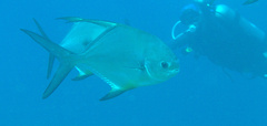 Trachinotus falcatus