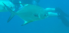 Trachinotus falcatus