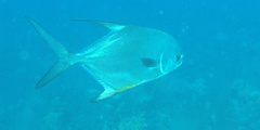 Trachinotus falcatus