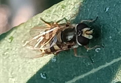 Eupeodes