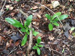 Lithospermum helleri