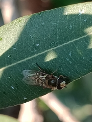 Eupeodes