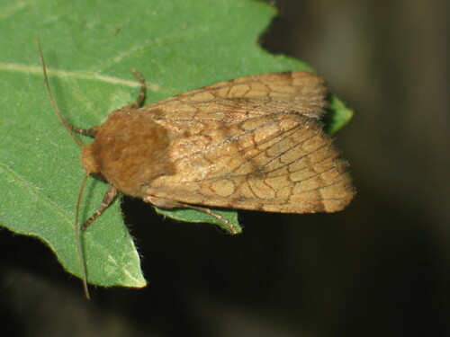Sideridis lampra