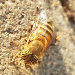 Eristalinus taeniops