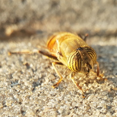 Eristalinus taeniops