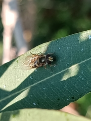 Eupeodes