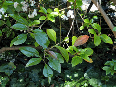 Ageratina ligustrina