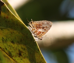 Catapaecilma major
