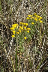 Galatella biflora