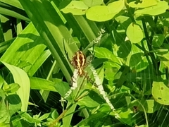 Argiope aemula