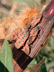 Lygaeus creticus