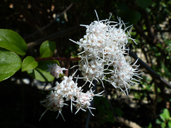 Ageratina ligustrina