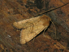 Sideridis lampra